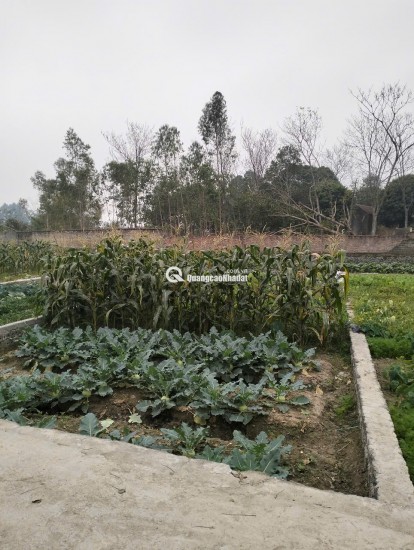 SIÊU PHẨM LÔ ĐẤT CHO CÁC NHÀ ĐẦU TƯ TẠI HIỆP HÒA BẮC GIANG GIÁ 5XX BÁN NHANH TRONG TUẦN