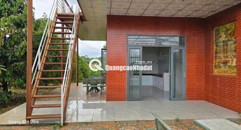 C SANG MỸ ĐỊNH CƯ KHÔNG AI CHĂM VƯỜN NÊN CẦN NHƯỢNG LẠI VƯỜN SẦU RIÊNG HIỆN TẠI CÓ 300 CÂY SẦU RIÊNG ĐÃ CHO TRÁI VÀ NHÀ TRÊN ĐẤT