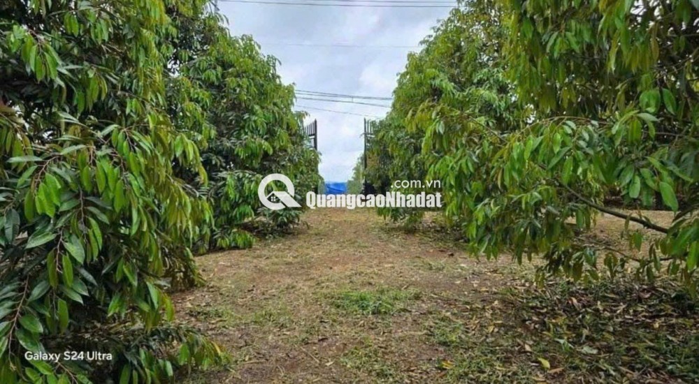 C SANG MỸ ĐỊNH CƯ KHÔNG AI CHĂM VƯỜN NÊN CẦN NHƯỢNG LẠI VƯỜN SẦU RIÊNG HIỆN TẠI CÓ 300 CÂY SẦU RIÊNG ĐÃ CHO TRÁI VÀ NHÀ TRÊN ĐẤT