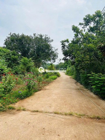 Cô Chú Lớn Tuổi - Cần Bán Gấp Mảnh Đất Vườn 1500m2 Thống Nhất, Đồng Nai