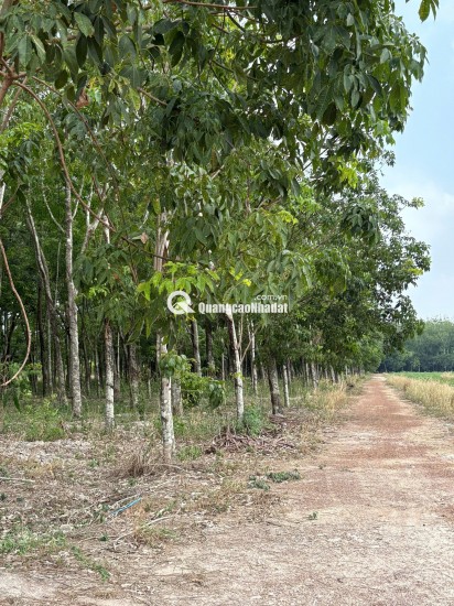 ĐẤT CAO SU ĐẸP NHƯ SÂN BANH – SÁT BECAMEX – CƠ HỘI VÀNG CHO NHÀ ĐẦU TƯ