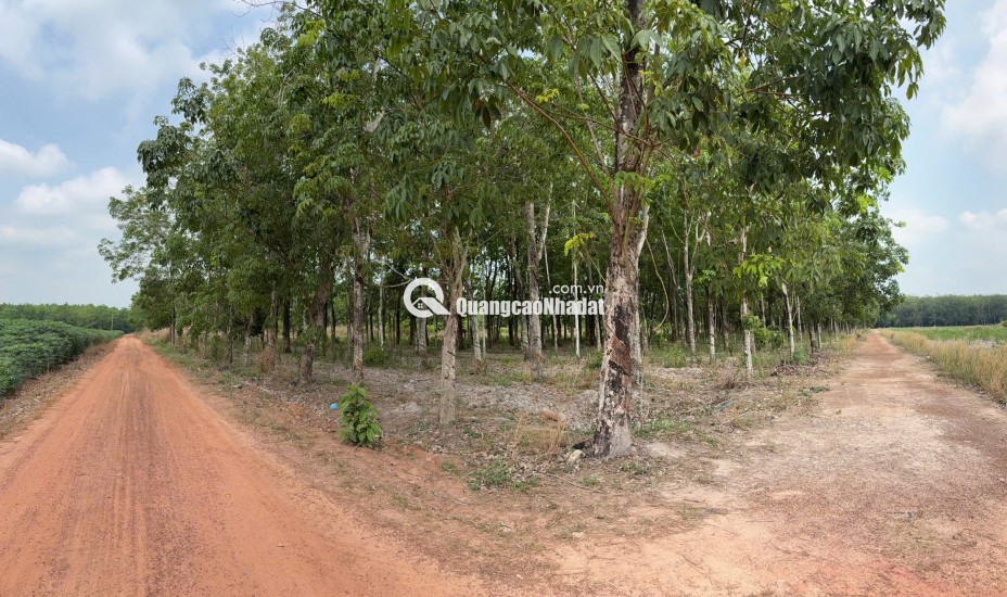 ĐẤT CAO SU ĐẸP NHƯ SÂN BANH – SÁT BECAMEX – CƠ HỘI VÀNG CHO NHÀ ĐẦU TƯ