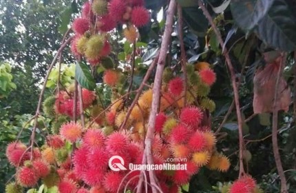 Gia Đình Cần Bán Gấp Lô Đất Vườn Trảng Bom 2800m2 Ngay Chợ Hưng Long