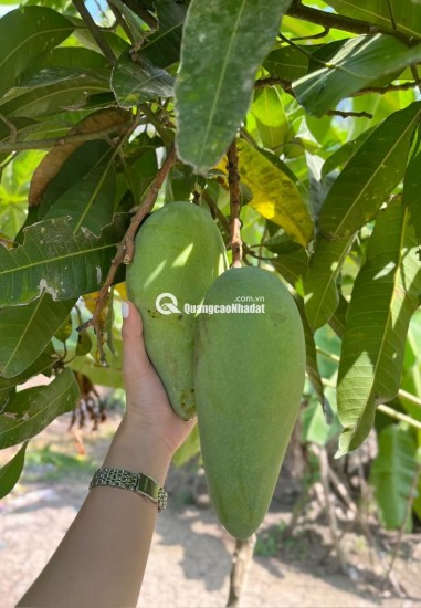 VƯỜN XOÀI ĐỊNH QUÁN GẦN HỒ TRỊ AN