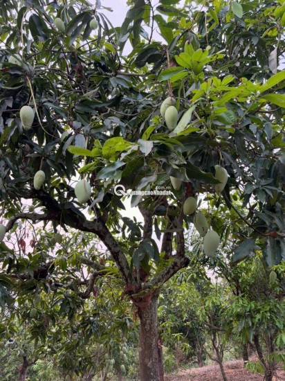 Mua đất Định Quán hỗ trợ cho vay, nhanh tay có đất View đẹp