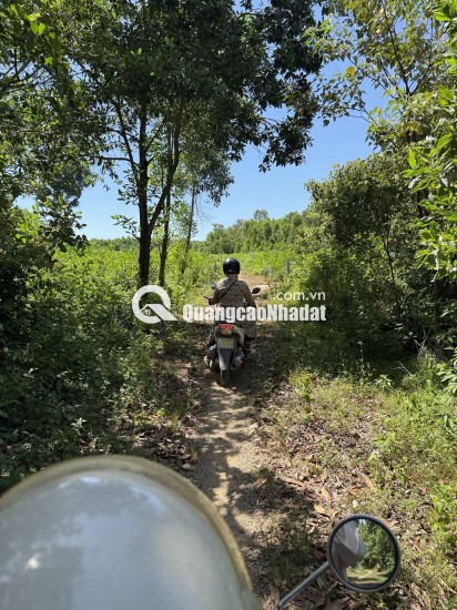 Ban dat Quảng Ngãi