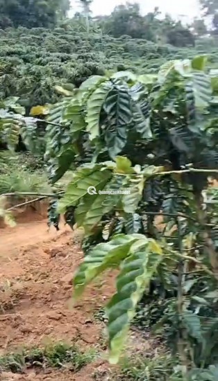 CHÍNH CHỦ CẦN BÁN GẤP LÔ ĐẤT CÓ VỊ TRÍ ĐẸP TÂN THANH  - HUYỆN LÂM HÀ   - TỈNH LÂM ĐỒNG