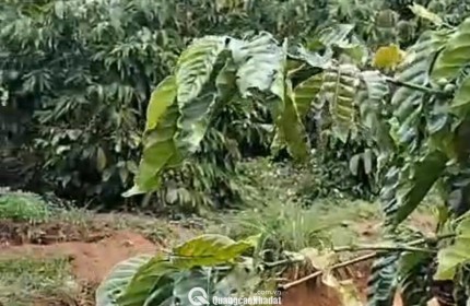 CHÍNH CHỦ CẦN BÁN GẤP LÔ ĐẤT CÓ VỊ TRÍ ĐẸP TÂN THANH  - HUYỆN LÂM HÀ   - TỈNH LÂM ĐỒNG