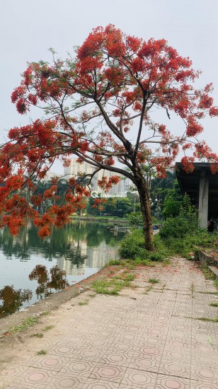 CẦN BÁN NHANH CĂN HỘ – TƯƠNG MAI KHU ĐÔ THỊ VĨNH HOÀNG
