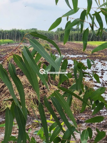 GẤP....GẤP....CHỐT GẤP LÔ ĐẤT 17 CÔNG GIÁ CHỈ 135TR/CÔNG