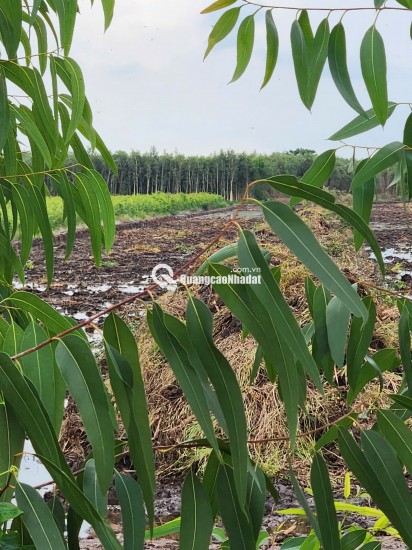 GẤP....GẤP....CHỐT GẤP LÔ ĐẤT 17 CÔNG GIÁ CHỈ 135TR/CÔNG