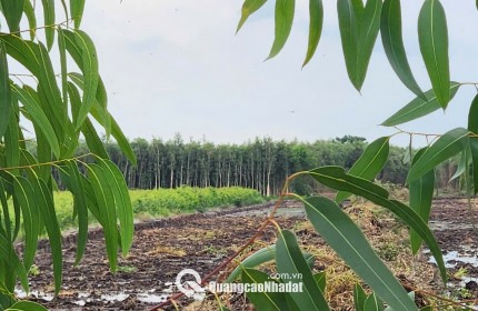 GẤP....GẤP....CHỐT GẤP LÔ ĐẤT 17 CÔNG GIÁ CHỈ 135TR/CÔNG
