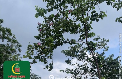 ĐẤT NỀN 144M² – ĐƯỜNG 12M – PHƯỜNG PHƯỚC HÒA, TX. PHÚ MỸ, BRVT