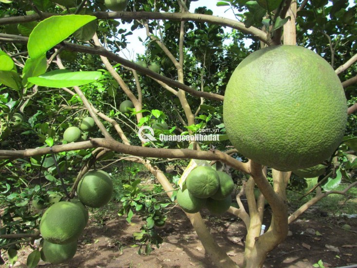 Bán 250m2 đất vườn bưởi có thổ cư giá 950tr ngay Bình Dương