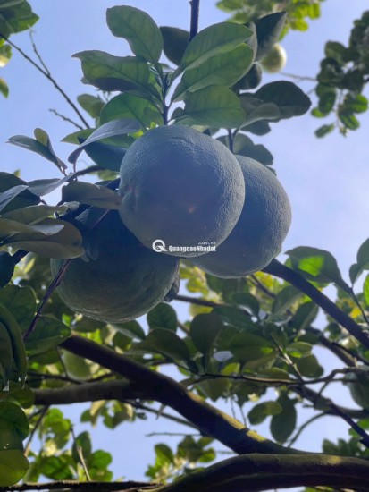 Bán 250m2 đất vườn bưởi có thổ cư giá 950tr ngay Bình Dương