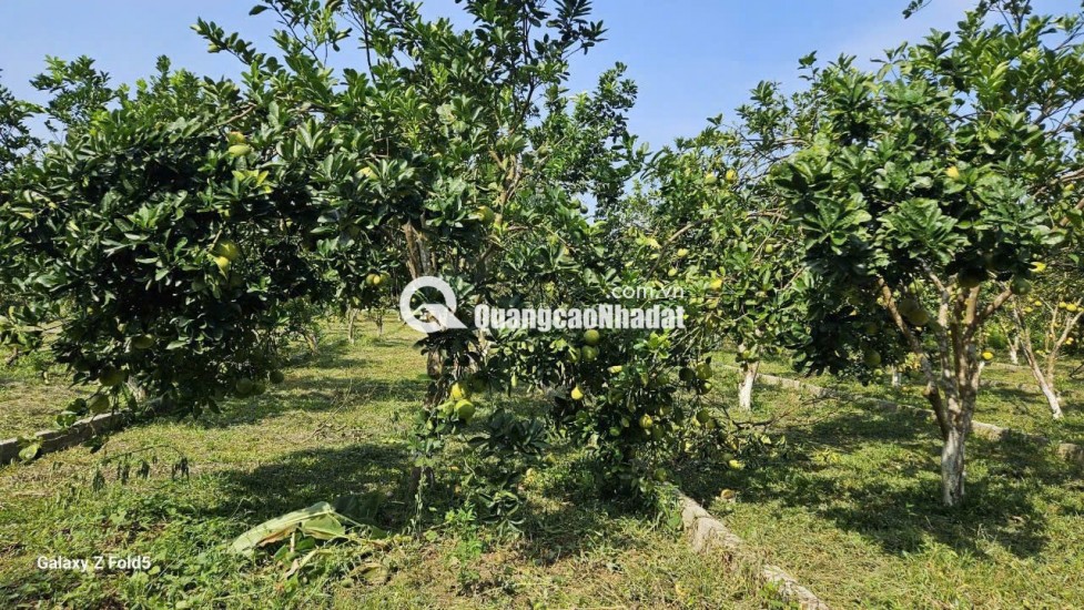 BÁN ĐẤT Trung Tâm Xã Bảo Hiệu – Huyện Yên Thủy – TỈNH Hòa Bình