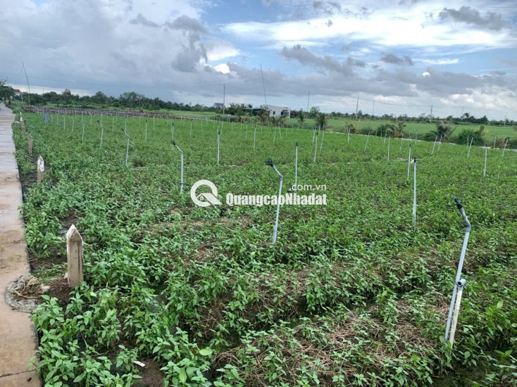 Bán gấp đất nền thổ cư Bà Lẫy Sổ sẵn công chứng ngay