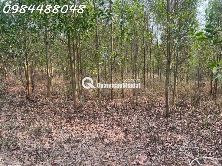 Bán đất vườn 8600m2 tại Xuân thành, Đồng Nai. Giá chỉ 3.2 tỷ. Lh: 0984488048