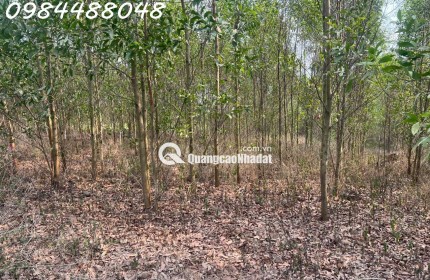 Bán đất vườn 8600m2 tại Xuân thành, Đồng Nai. Giá chỉ 3.2 tỷ. Lh: 0984488048