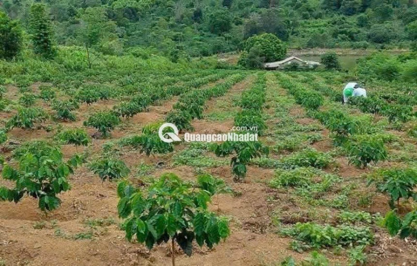 Bán gấp đất vàng TP. Kon Tum , xã Đăk Hà cho nhà đầu tư giữ tiền!