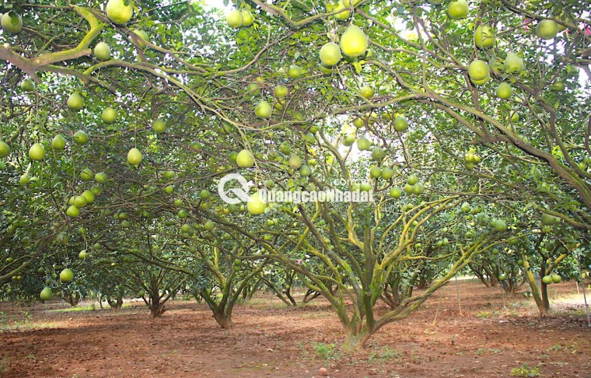 BÁN ĐẤT LÀM NHÀ VƯỜN