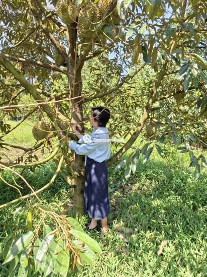 BÁN ĐẤT LÀM NHÀ VƯỜN