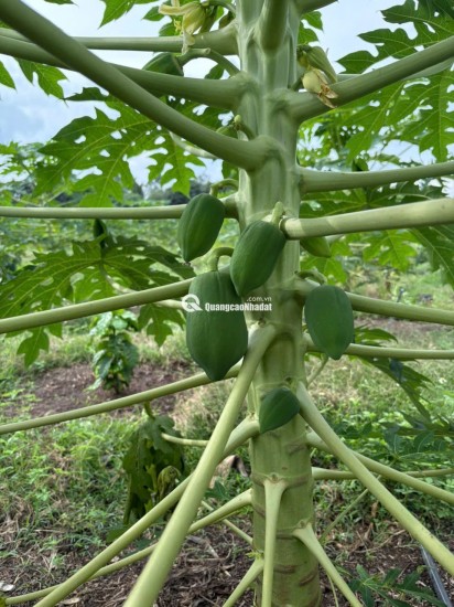 CẦN BÁN 2253M2 ĐẤT TRỒNG CÂY TẠI ĐỒNG NAI, SHR, CHỈ 3.6 TỶ. LH:0902878512.