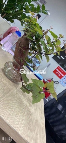 CHÍNH CHỦ BÁN ĐẤT THÔN NÚI 1 – GẦN VLASTA VĂN PHÚ, THỦY NGUYÊN, HẢI PHÒNG