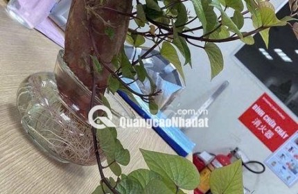 CHÍNH CHỦ BÁN ĐẤT THÔN NÚI 1 – GẦN VLASTA VĂN PHÚ, THỦY NGUYÊN, HẢI PHÒNG