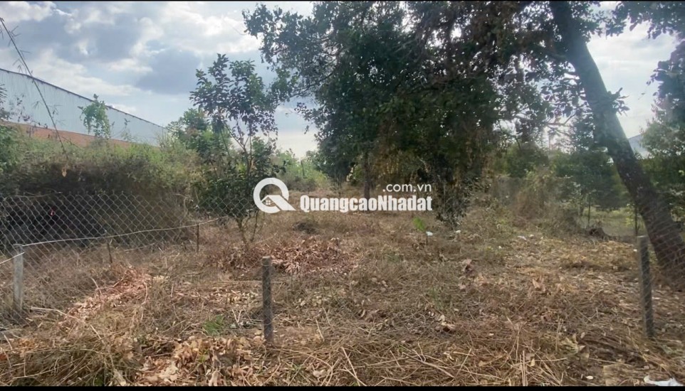 BÁN ĐẤT VƯỜN 1.003M TÀ LÀI, ĐỒNG NAI  CHỈ 750 TRIỆU